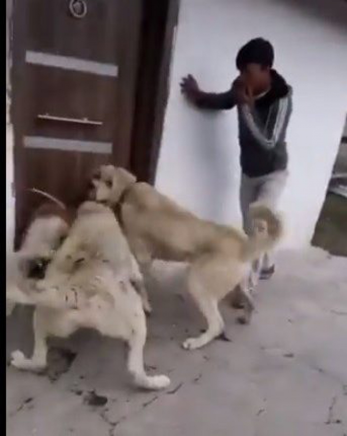 2 kangal cinsi köpeğe sokak köpeğini boğdurmaya çalışan kişiler gözaltına alındı