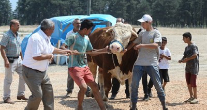 2 tonluk kurbanlık zapt edilemiyor