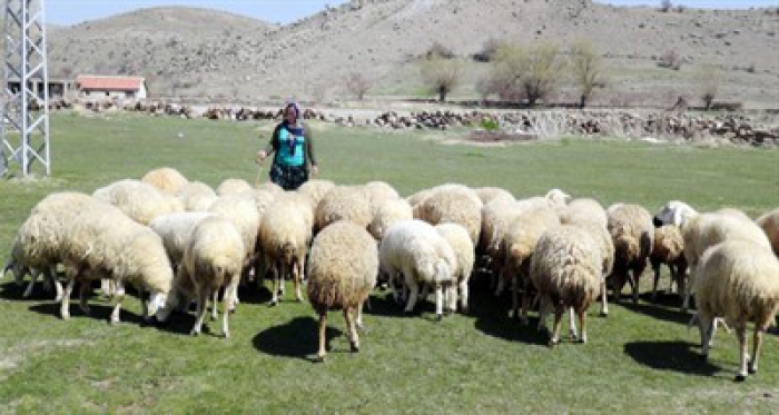 4 bin lira maaşla çoban bulunamıyor