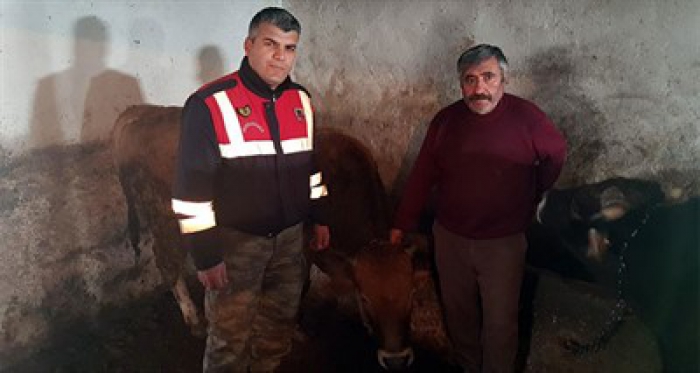 Ahırdan çalınan büyükbaş hayvanları jandarma buldu