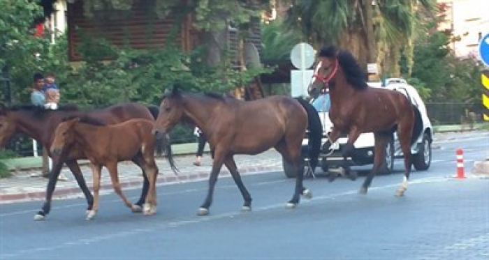 Atlar trafikte şahlanarak gidiyor