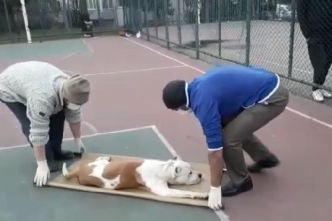 Basketbol oynayan iki çocuğa pitbull cinsi köpek saldırdı