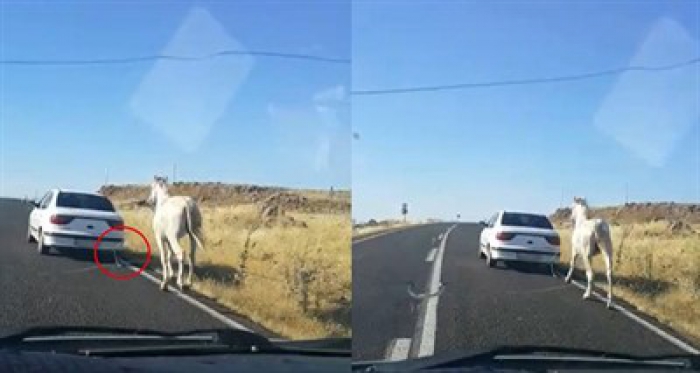 Bu görüntüler yürek sızlatan cinsten! Otomobilin arkasına bağlanan at…