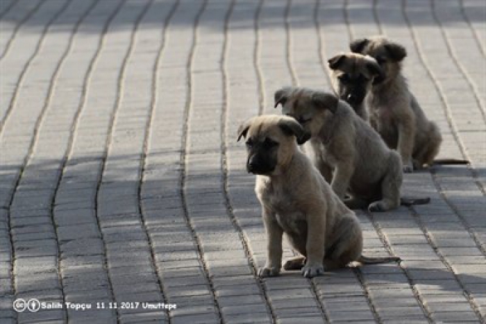 Bu hastalığa Dikkat! “KÖPEK KILI HASTALIĞI”