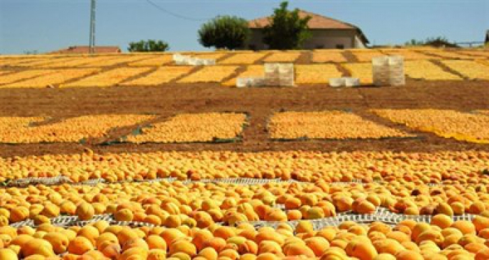 Bu meyveler şehri sarıya boyadı