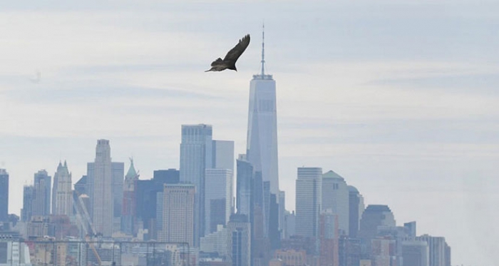 Ceset kokusu alan akbabalar New York’un üzerinde uçmaya başladı