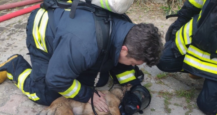 Dumandan zehirlenen iki köpek kalp masajı ile yaşama döndürüldü