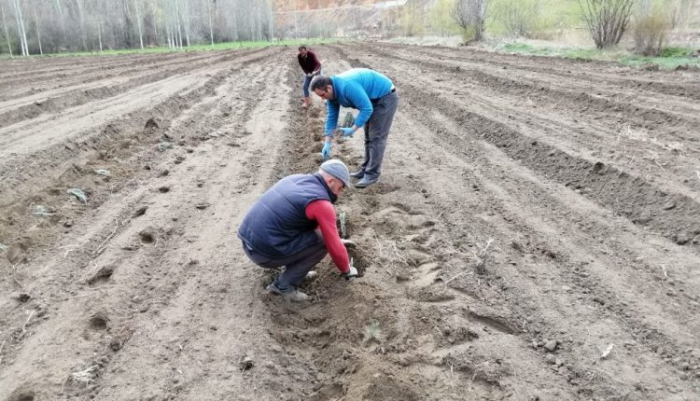 Erzurum’a tarihte ilk kez ekilen lavanta tarlaları sel suları altında kaldı