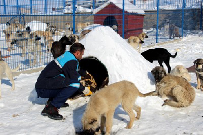 Erzurum Barınaktaki hayvanlar ‘Eskimo’ usulü soğuktan korunuyor