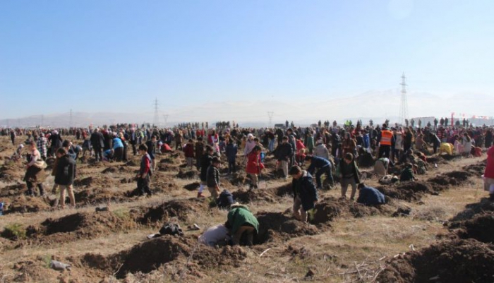 Erzurum’da 12 bin fidan toprakla buluştu