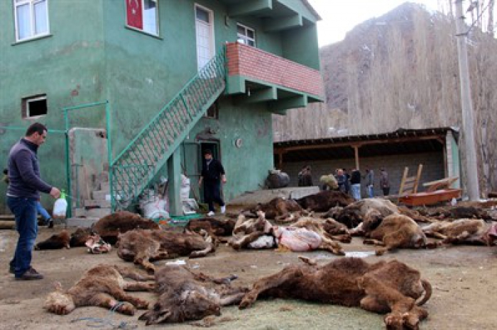 Erzurum'da 20 Baş Hayvan telef oldu