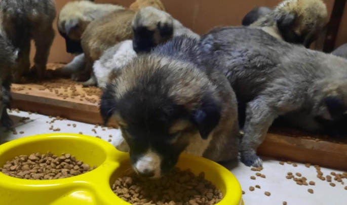 Erzurum'da 63 yavru köpek son anda ölümden kurtarıldı