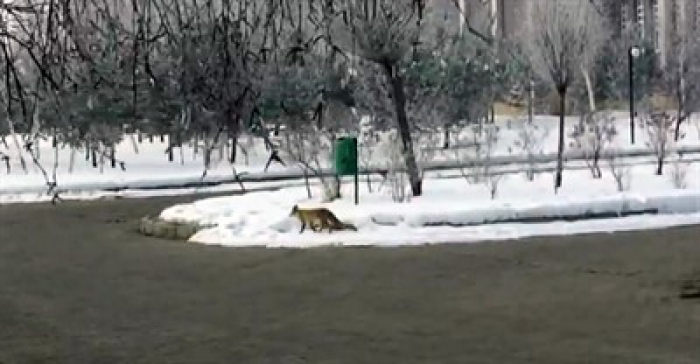 Erzurum'da aç kalan tilki şehre indi