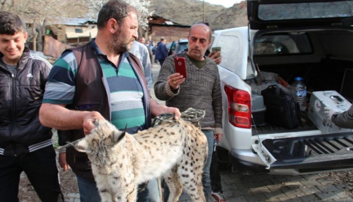 Erzurum’da Ahıra giren vaşak tavukları telef etti