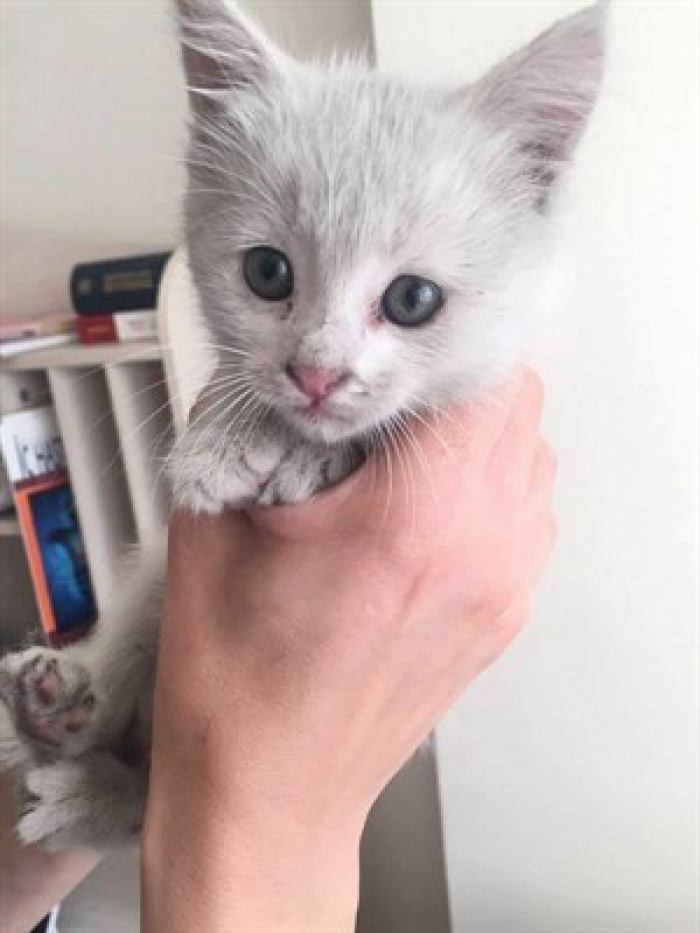 Erzurum'da arabanın motoruna sıkışan kedi yavrusunu itfaiye kurtardı