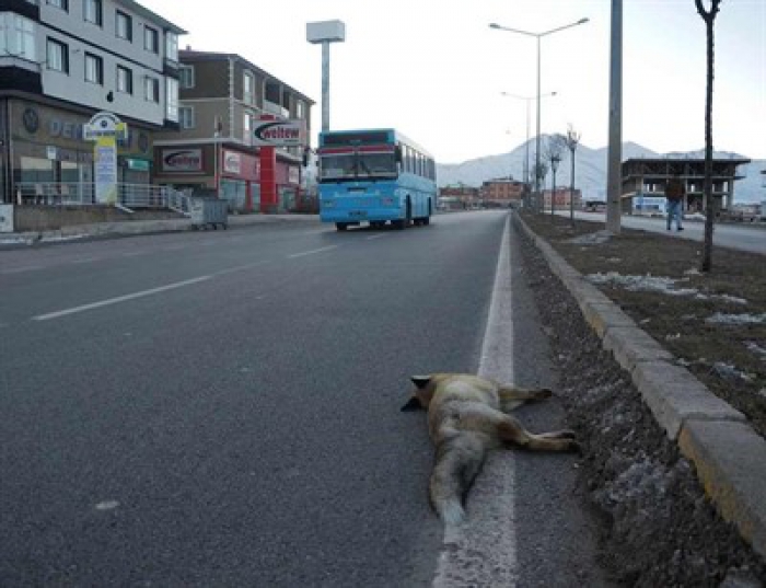 Erzurum’da aracın çarptığı tilki telef oldu