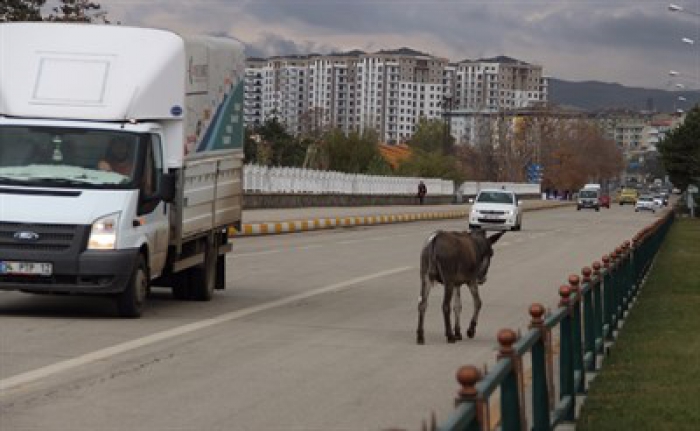 Erzurum'da bir eşek…