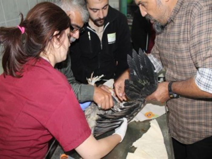 Erzurum'da göçe geç kalan yavru akbaba koruma altına alındı