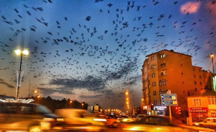 Erzurum’da gökyüzünü kargalar kapladı