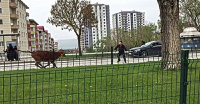 Erzurum'da Kaçan dana sahibini peşinden 10 kilometre koşturdu 