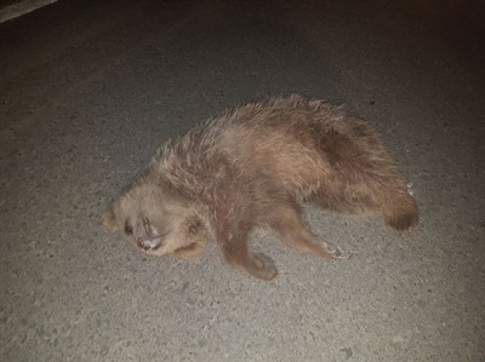 Erzurum'da kamyonun çarptığı ayı yavrusu telef oldu