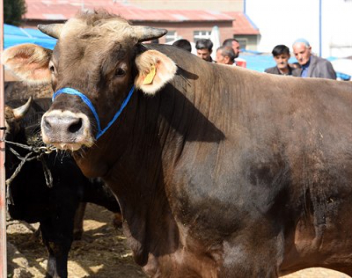 Erzurum'da Kurban Keseceklerin Dikkatine!