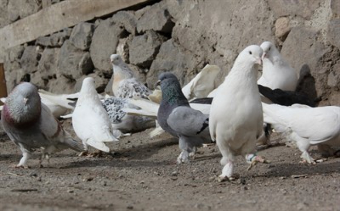 Erzurum'da otomobil fiyatına güvercin