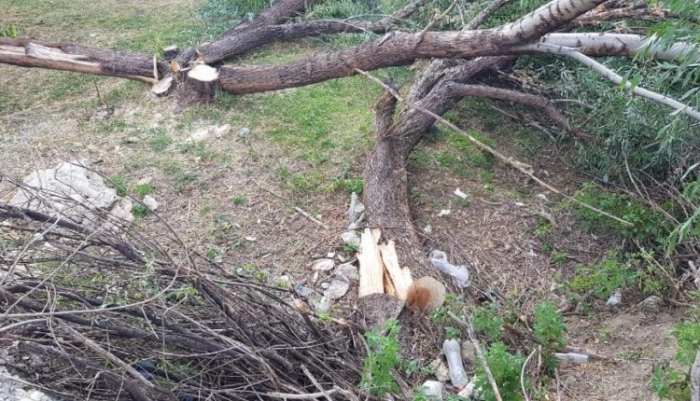 Erzurum’da sebepsizce kesilen ağaçlar tepki topladı