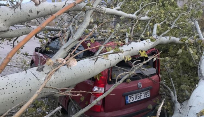 Erzurum’da seyir halindeki otomobilin üzerine kesilen kavak ağacı düştü