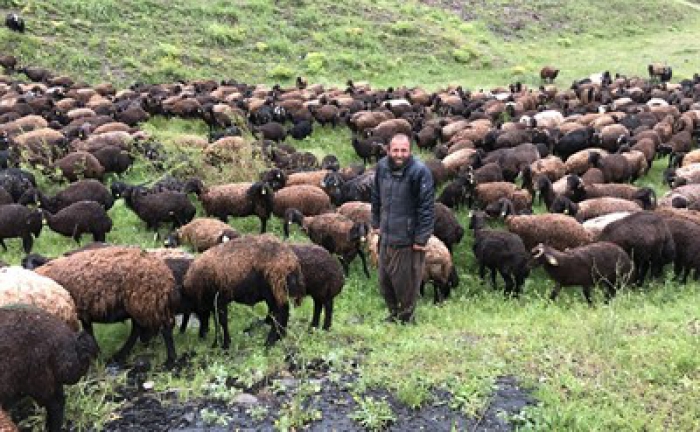 Erzurum'da Şiddetli Yağıştan Çobanlarda Nasibini Aldı