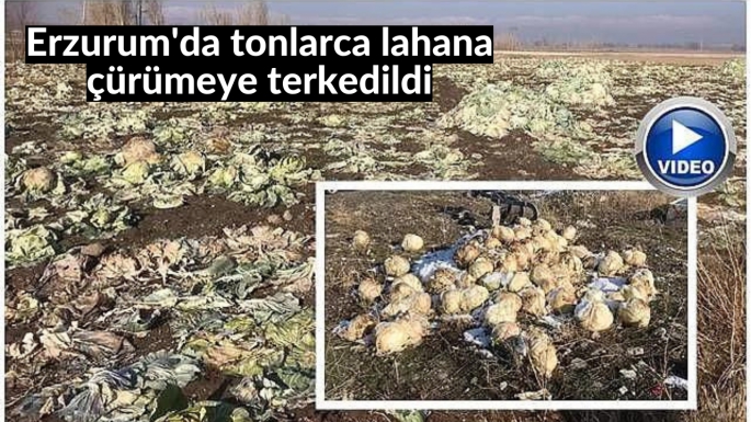 Erzurum'da tonlarca lahana çürümeye terkedildi