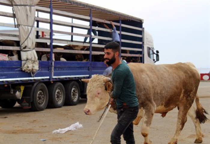 Erzurum'dan Batı illerine kurbanlık sevkıyatı başladı