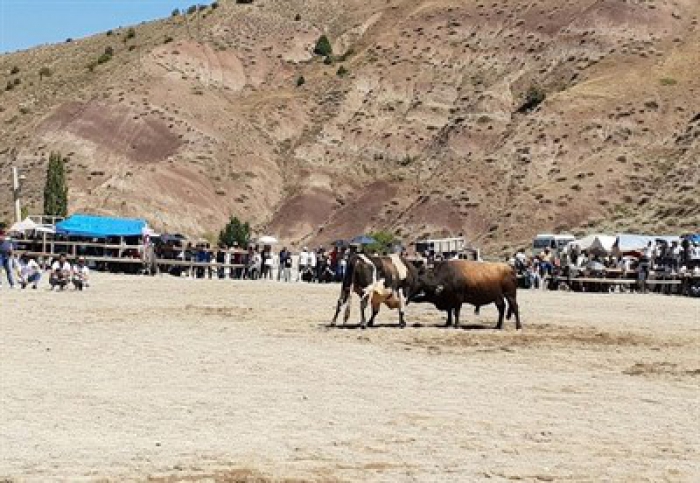 Erzurum İspir’de önce boğalar sonra çevredekiler güreşti 