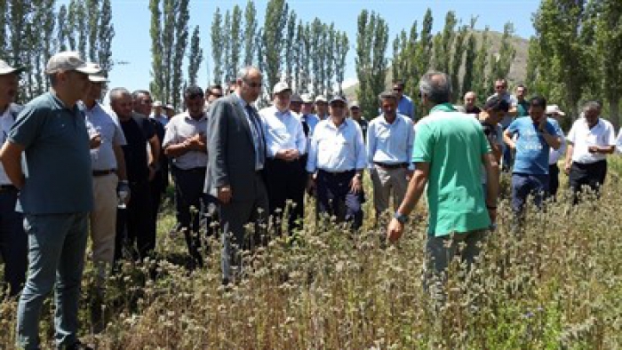 Erzurum Narman'da Arı otu ve süt otu tarla günü düzenlendi 