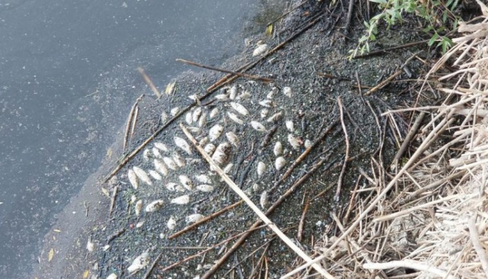 Gediz Nehri’ndeki toplu balık ölümleri korkuttu