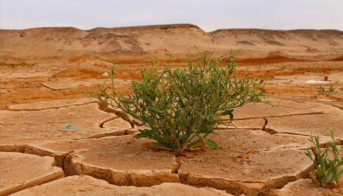 IPCC uyardı: ‘İklim değişikliğini sınırlandırmak için derhal harekete geçilmeli’