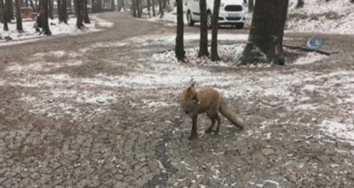 İstanbul'un göbeğinde şaşırtan görüntü