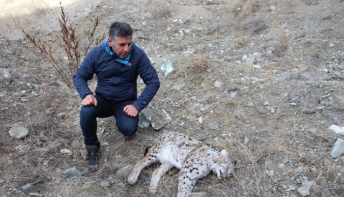 Kaçak avcılar, nesli tükenmekte olan vaşağı öldürdü