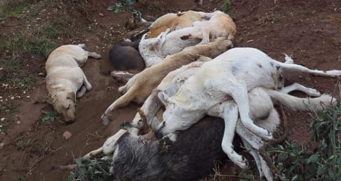 Korkunç olay! Onlarca köpeği öldürüp çukura doldurdular