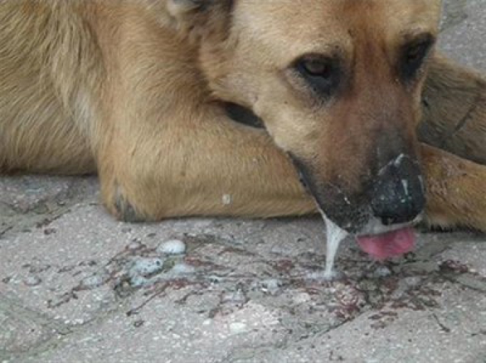 Kuduz köpeğin ısırdığı vatandaş hayatını kaybetti Köylüleri kuduz köpek korkusu sardı