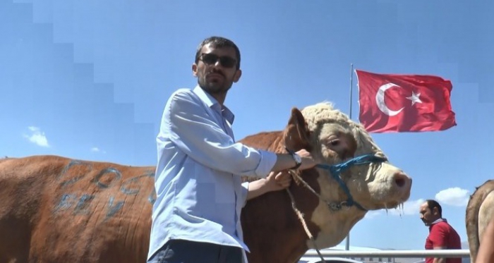 Kurban pazarının tonluk boğaları birbiriyle yarışıyor