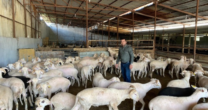 Kurban telaşı başladı, koçlar danalar görücüye çıktı