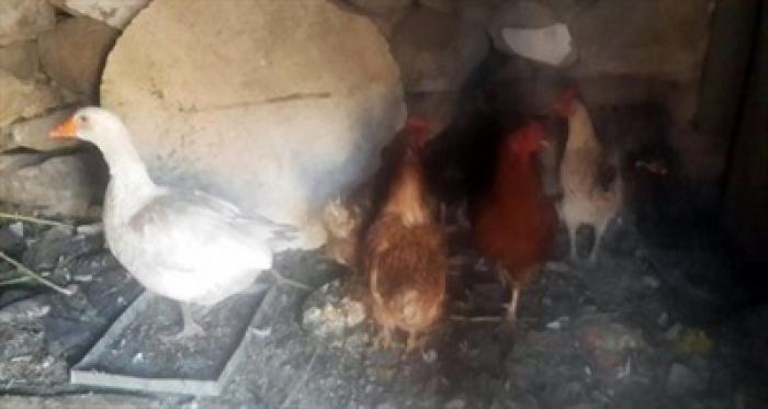 Kuş gribi kabusu geri döndü: 2 köy karantinaya alındı