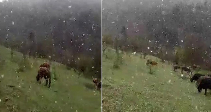 Mayıs ayında lapa lapa yağan kar şaşırttı