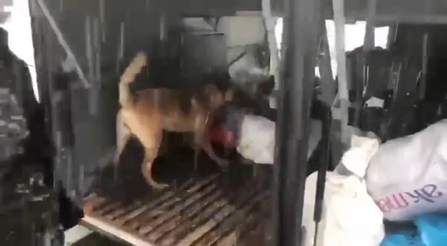 Narkotik köpeği Eris, Erzurum’da uyuşturucuya geçit vermiyor