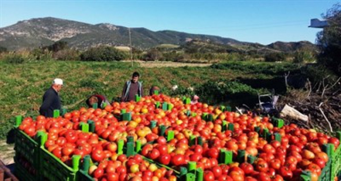 Rusya’dan Türk domatesi açıklaması