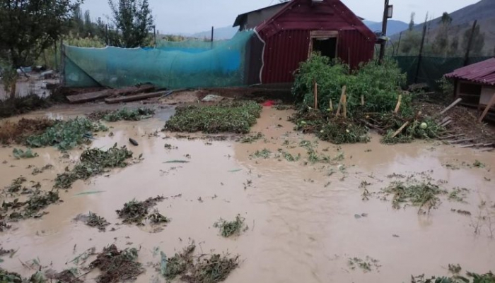 Sel Oltu’da seralara zarar verdi, kümes hayvanları telef oldu