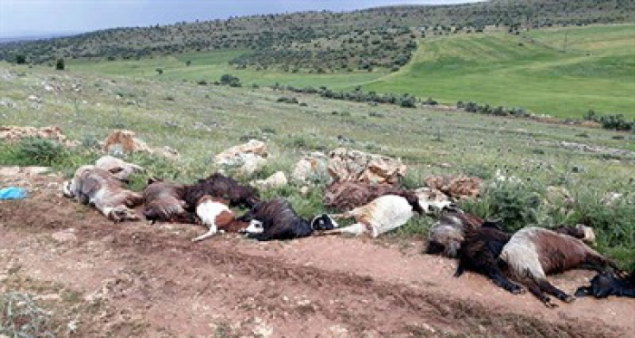 Şok görüntü! Köylüler hepsini bu halde buldu