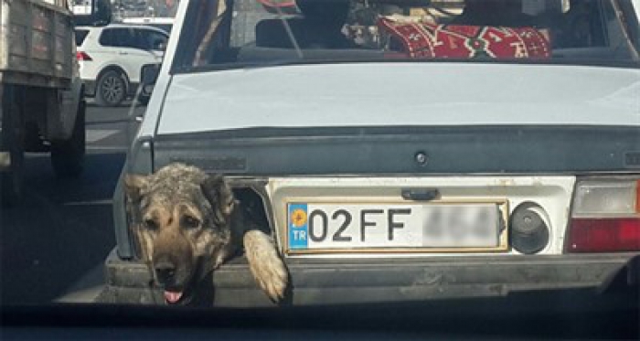 Stop lambası yerine köpek kafası