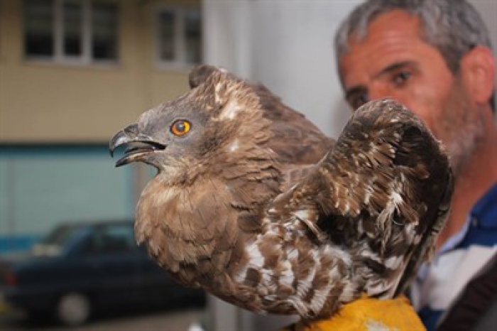 Yaralı şahine sahip çıktı